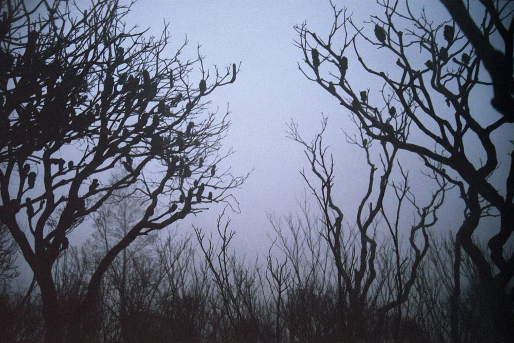 Katoomba_030.jpg