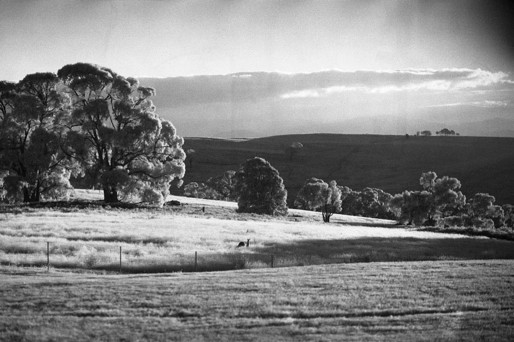 Infrared_085.jpg