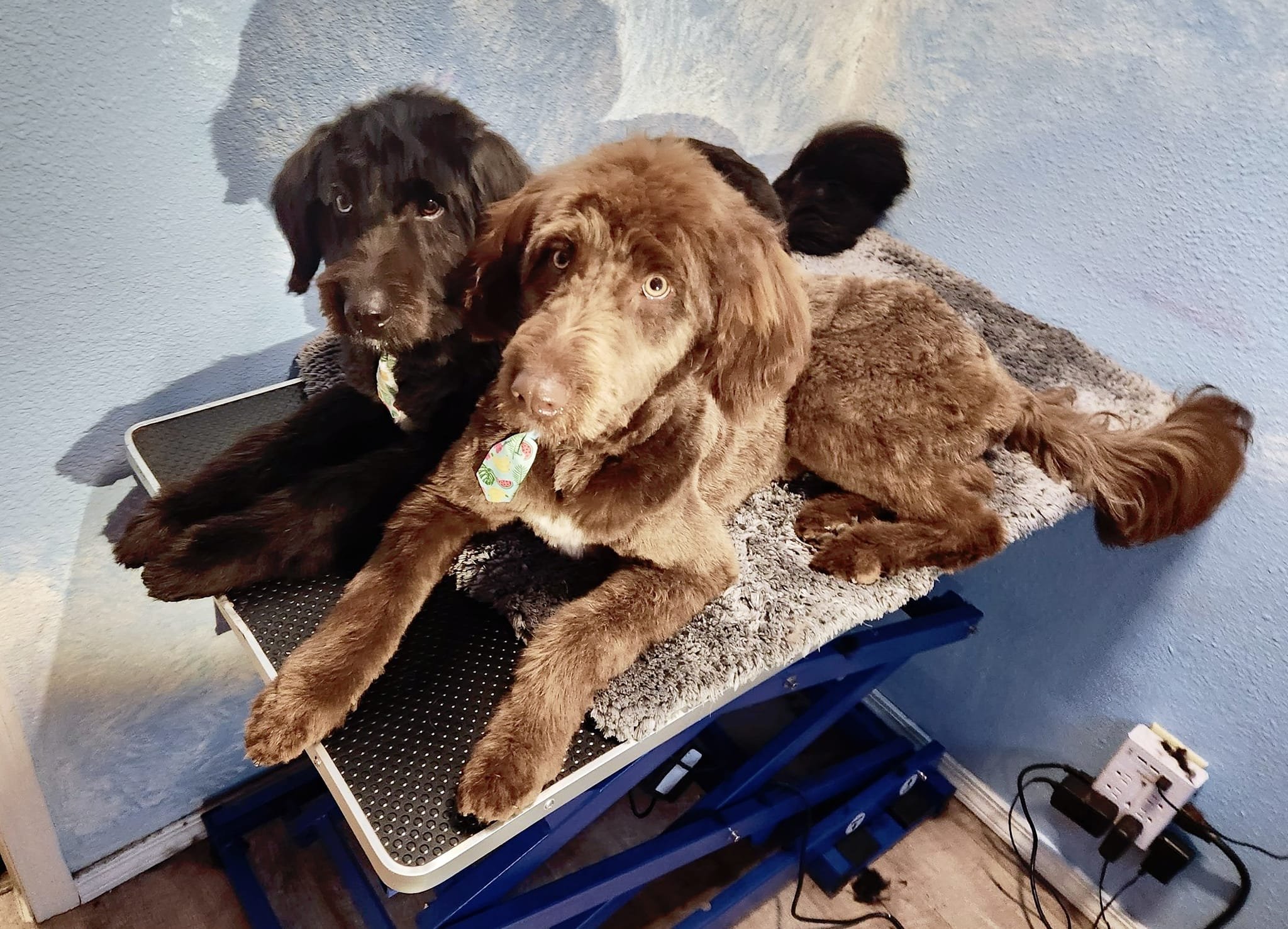 Pints &amp; Paw'dicures for Pups