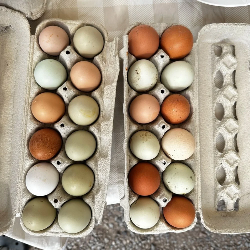 2025_Milligan.ranch.eggs.1.jpeg