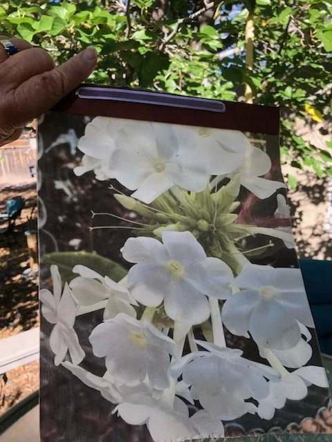 Laurie phlox med.jpg