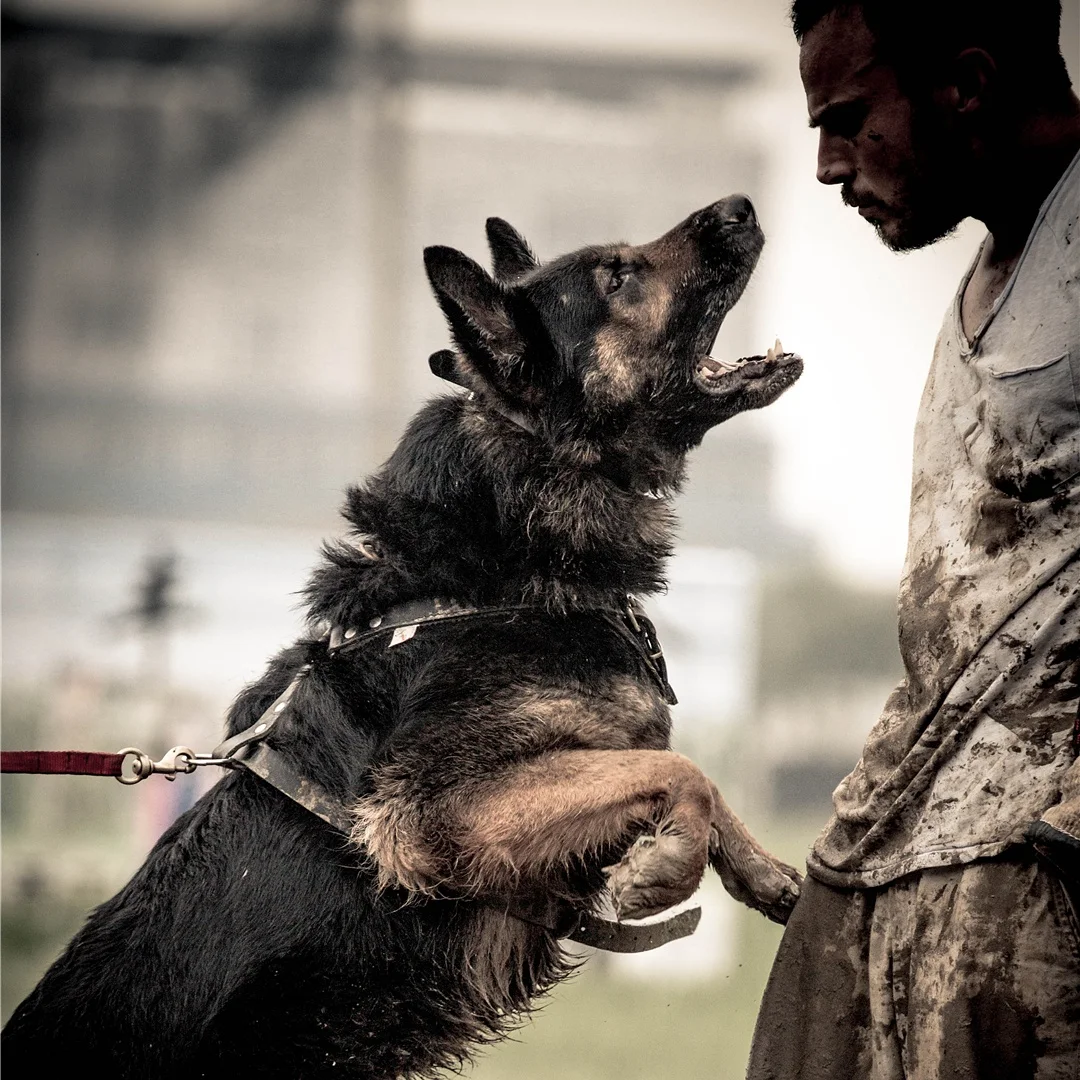 forrest micke heeling