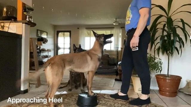 forrest micke heeling