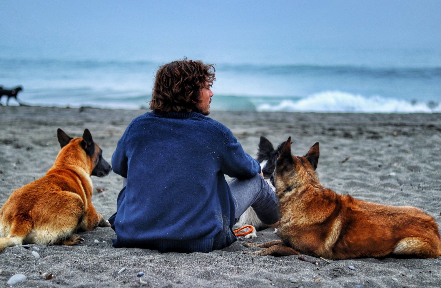 stuffed saint bernard