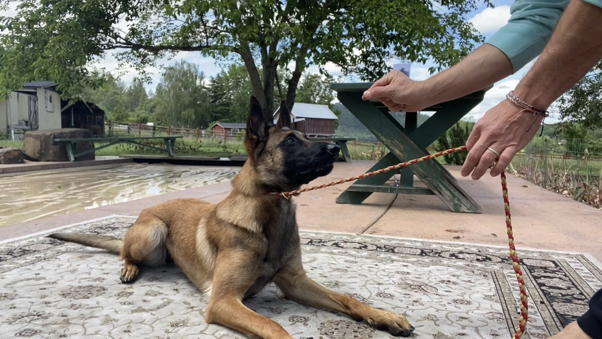 forrest micke heeling