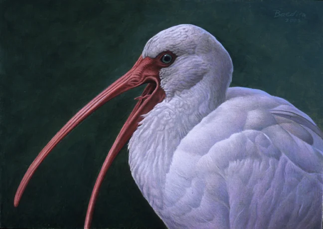 white_ibis_study.jpg
