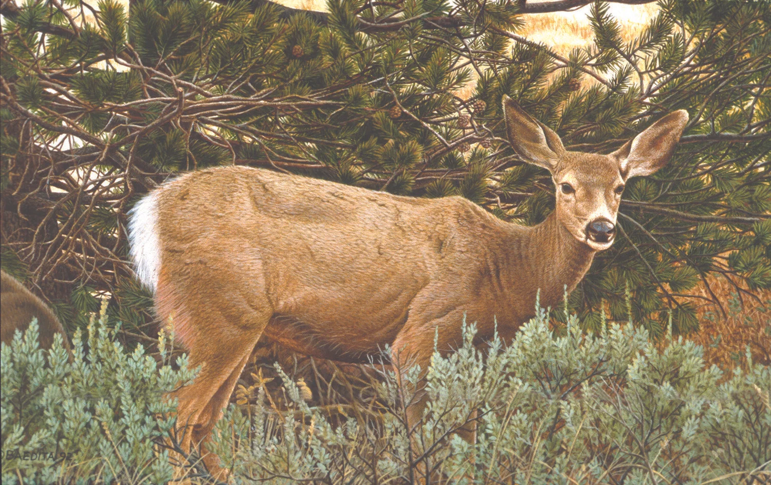 Mule Deer ~ Acrylic