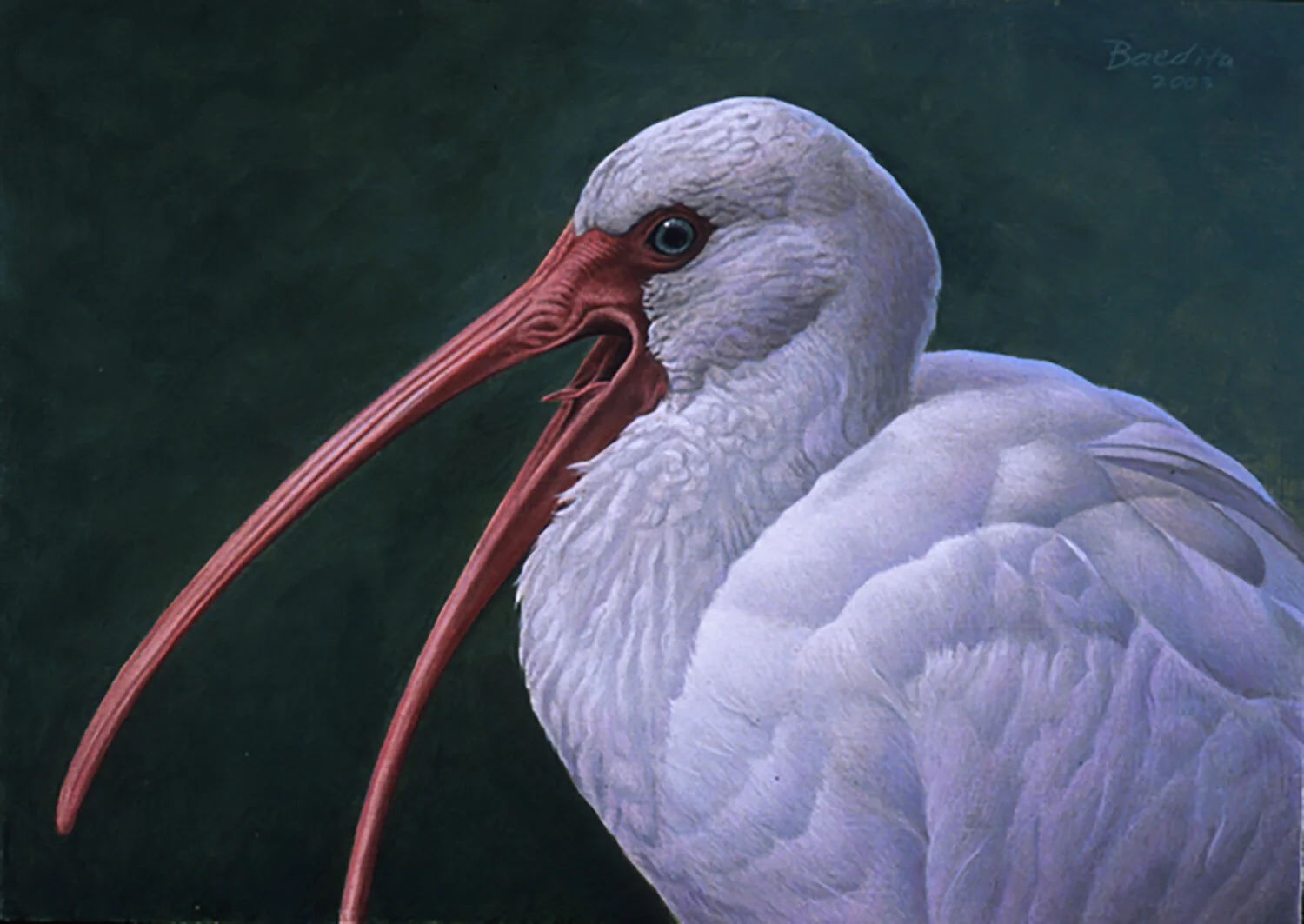 White Ibis ~ Acrylic