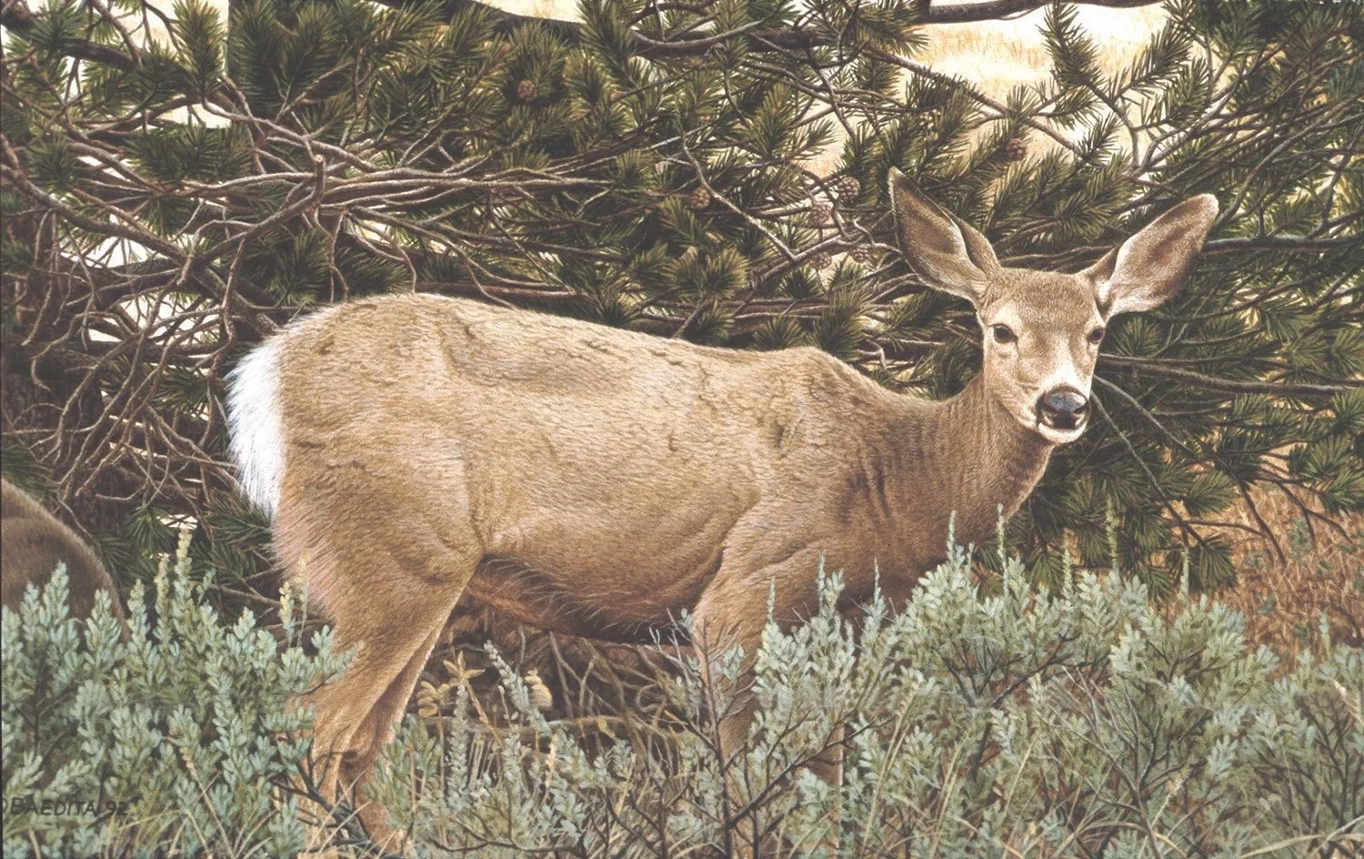 Mule Deer ~ Acrylic