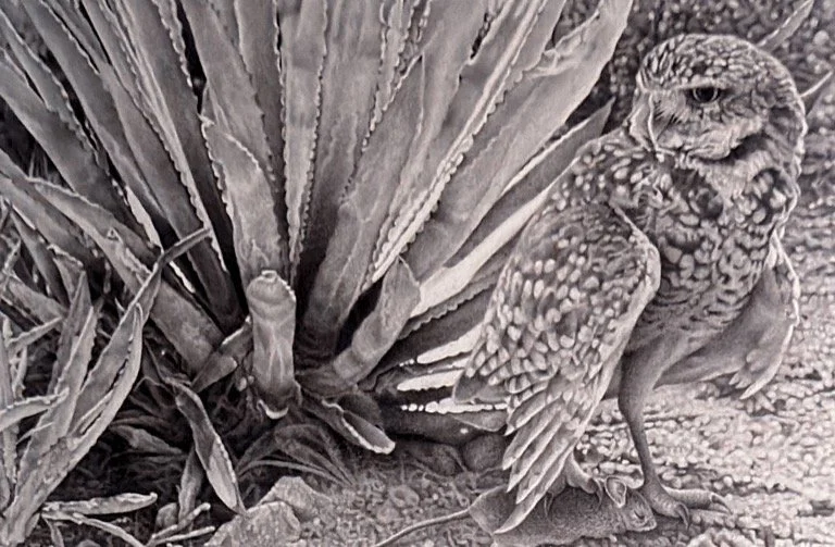 Burrowing Owl and Agave – Graphite