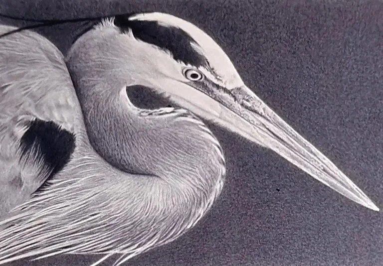 Great Blue Heron – Graphite