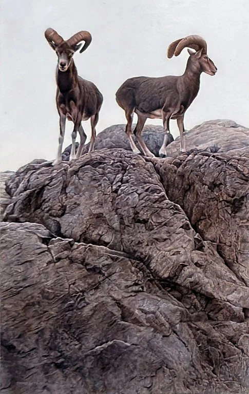 Mouflon Rams – Acrylic