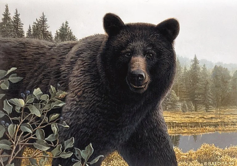 Commonwealth of Massachusetts Wildlands Conservation Stamp 1995  – Acrylic