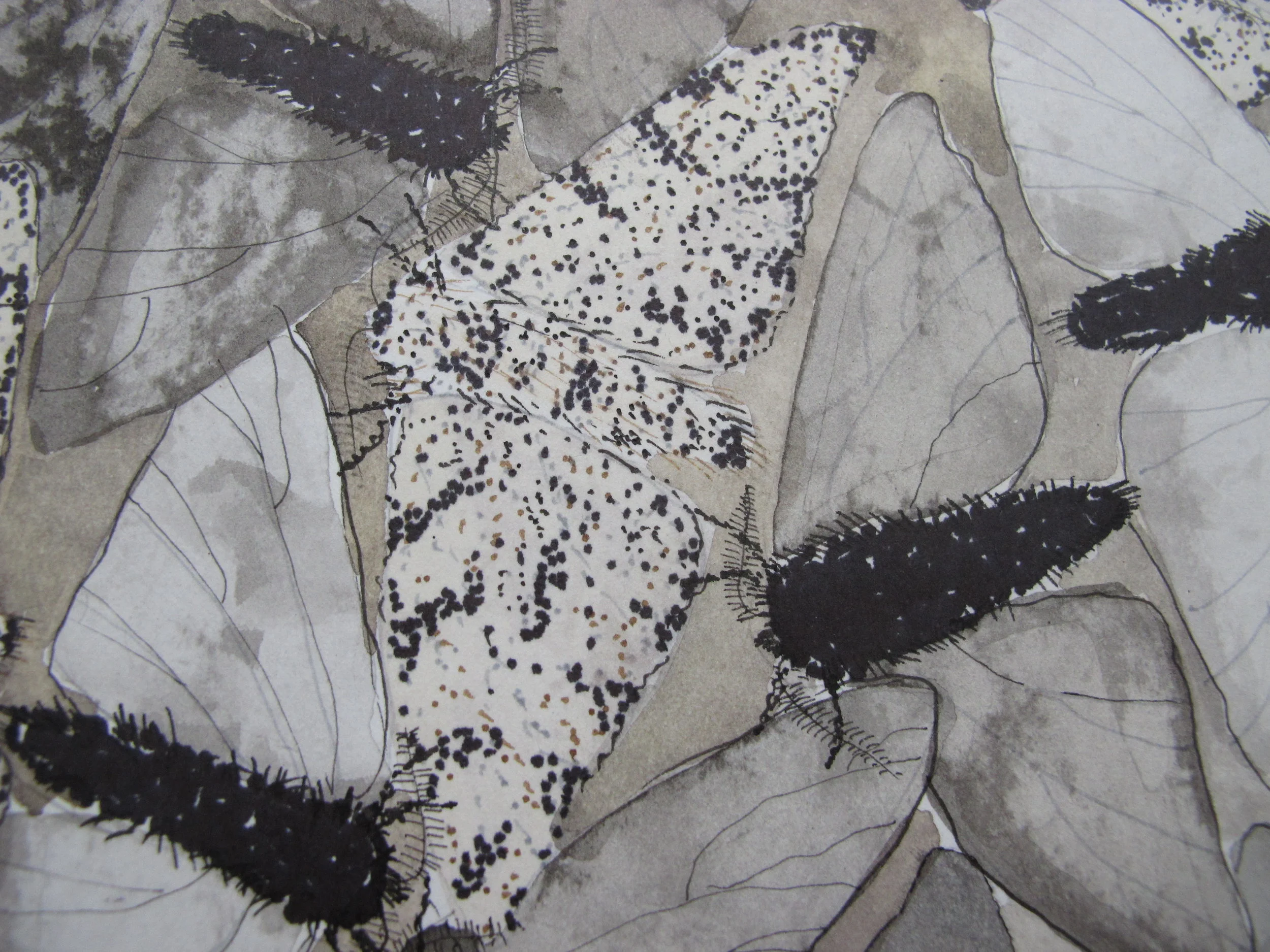 Detail of Peppered Moth