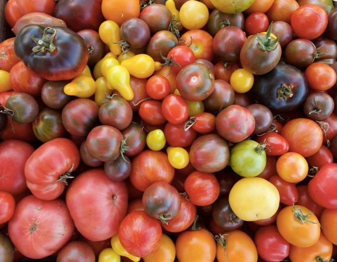 Chesterfield Heritage Garden and Heirloom Tomato Fair