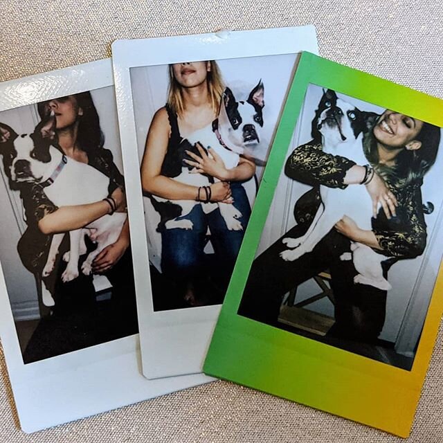 I call this, &quot;True Love in Three Acts: A Polaroid Triptych&quot;. #goodestboy #handsomegentleman #rideordie #bostonterrier #manofmydreams #lightofmylife #bonnieandclyde #squrrielsighting  #newyearsameus
