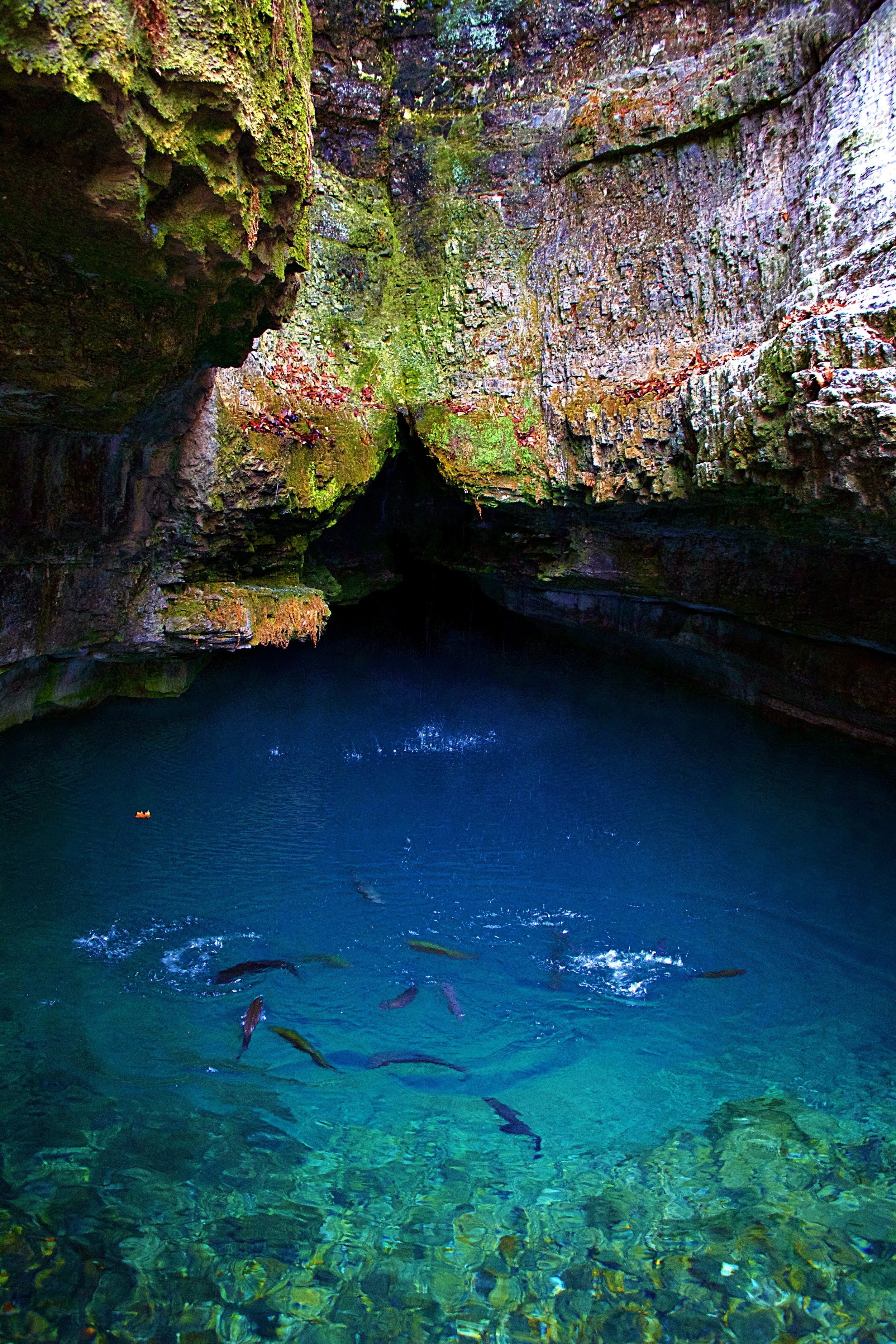 Explore the beauty of the Roaring River Spring and hatchery or learn about the area at the Ozark Chinquapin Nature Center. 
