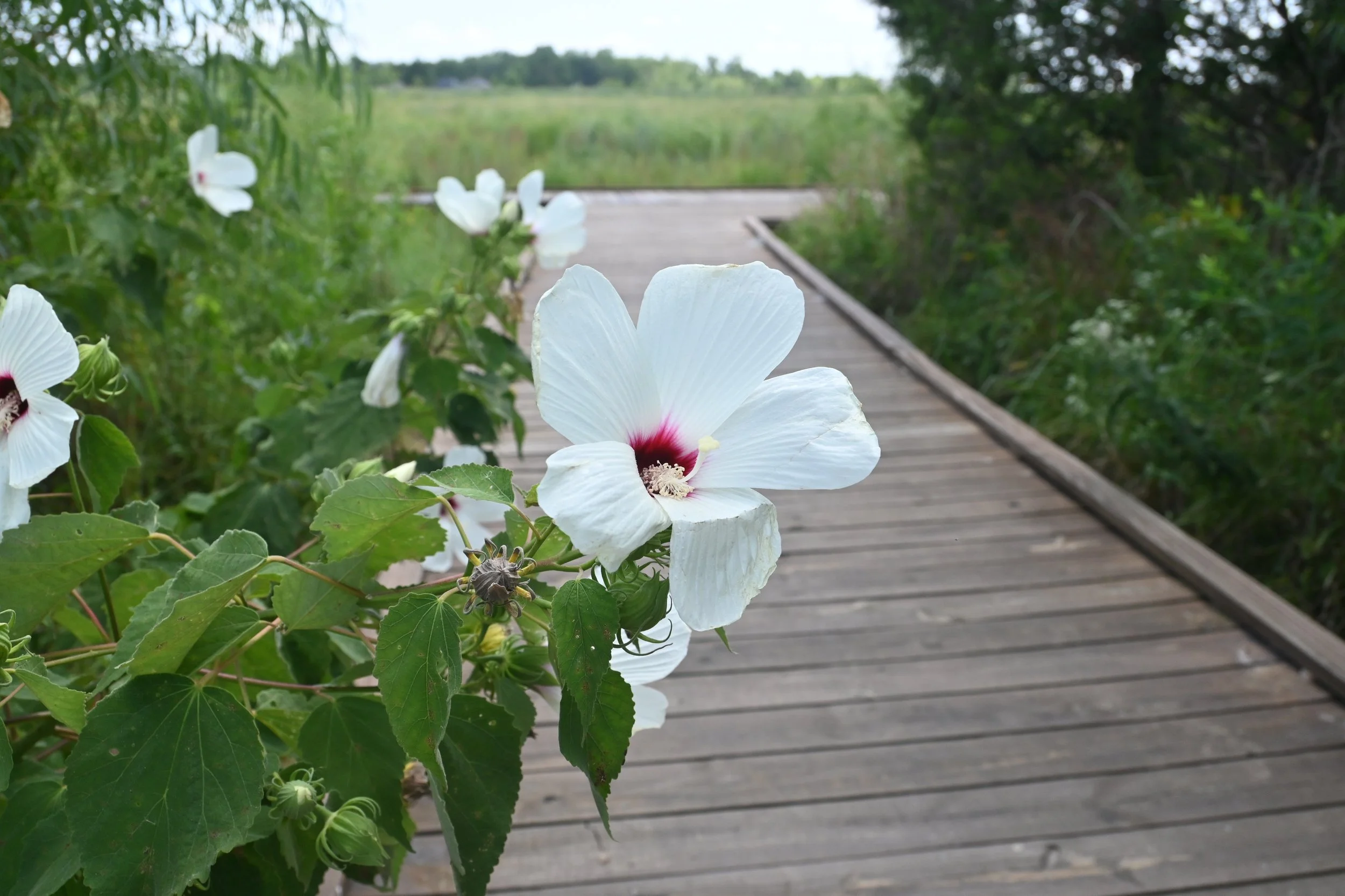 Boardwalk at Bentonville's Osage Park.