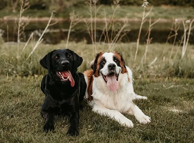 Hanging out with your best friend for the first time vs. hanging out with them for the 500th time.
.
.
.
#minnesotaphotographer #minnesotaphotography #minnesotadogs #dogsofinstagram #minnesotaanimals #animalphotography #animalphotos #doglovers #dogph