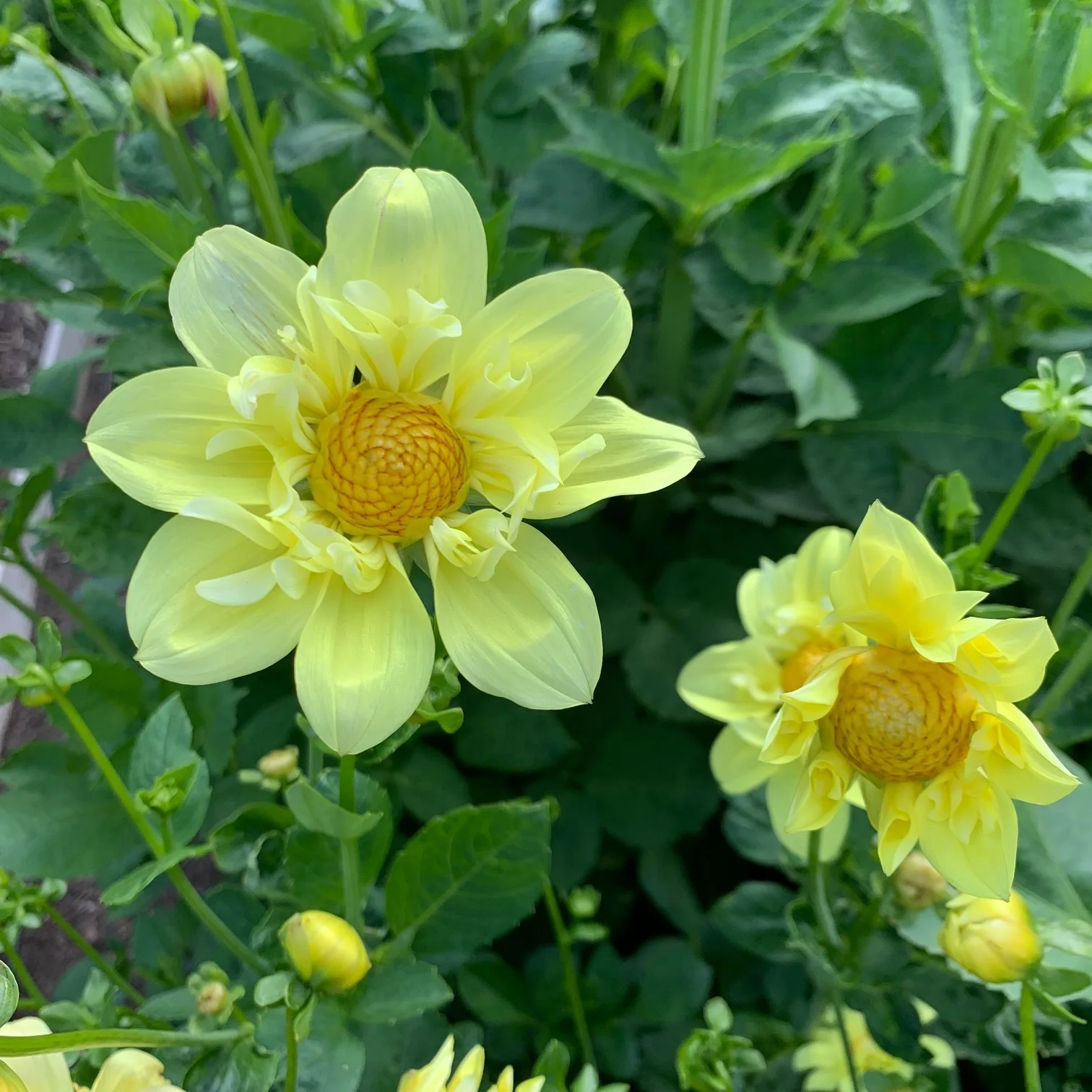 “Yellow Bird” Dahlia