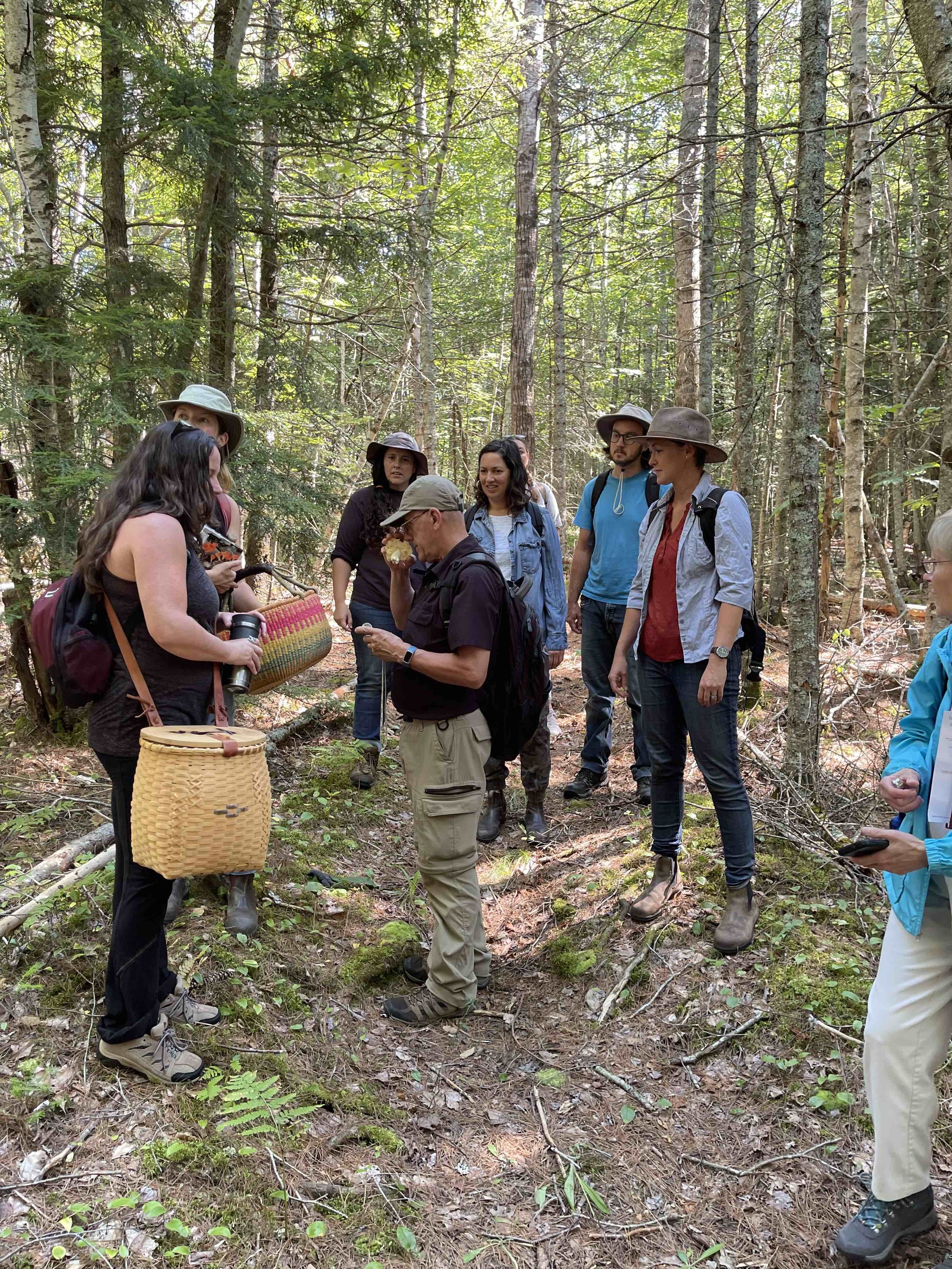 Discovering the Acadian Forest through your senses
