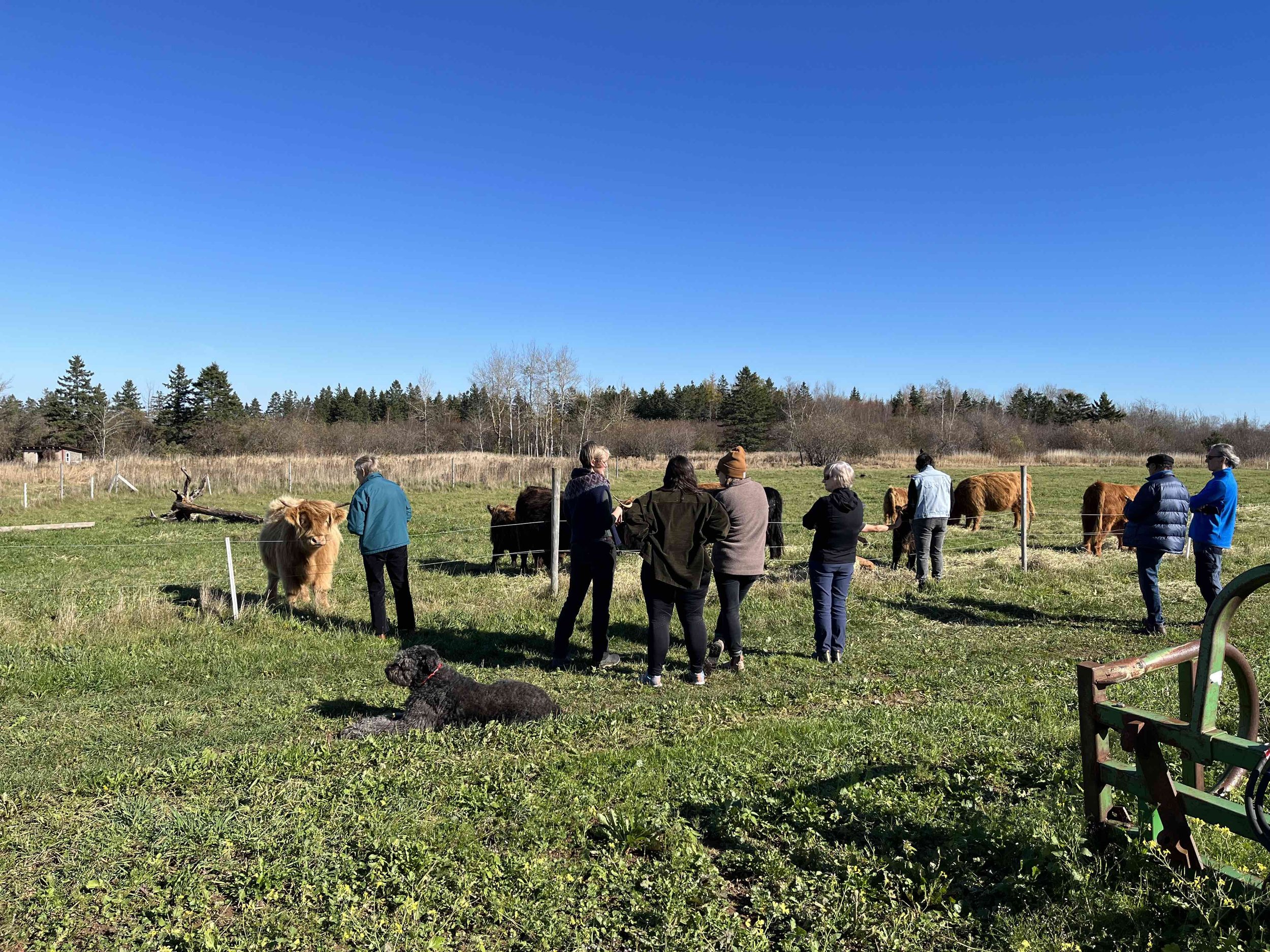 Highland Cattle, Views, and Remedies