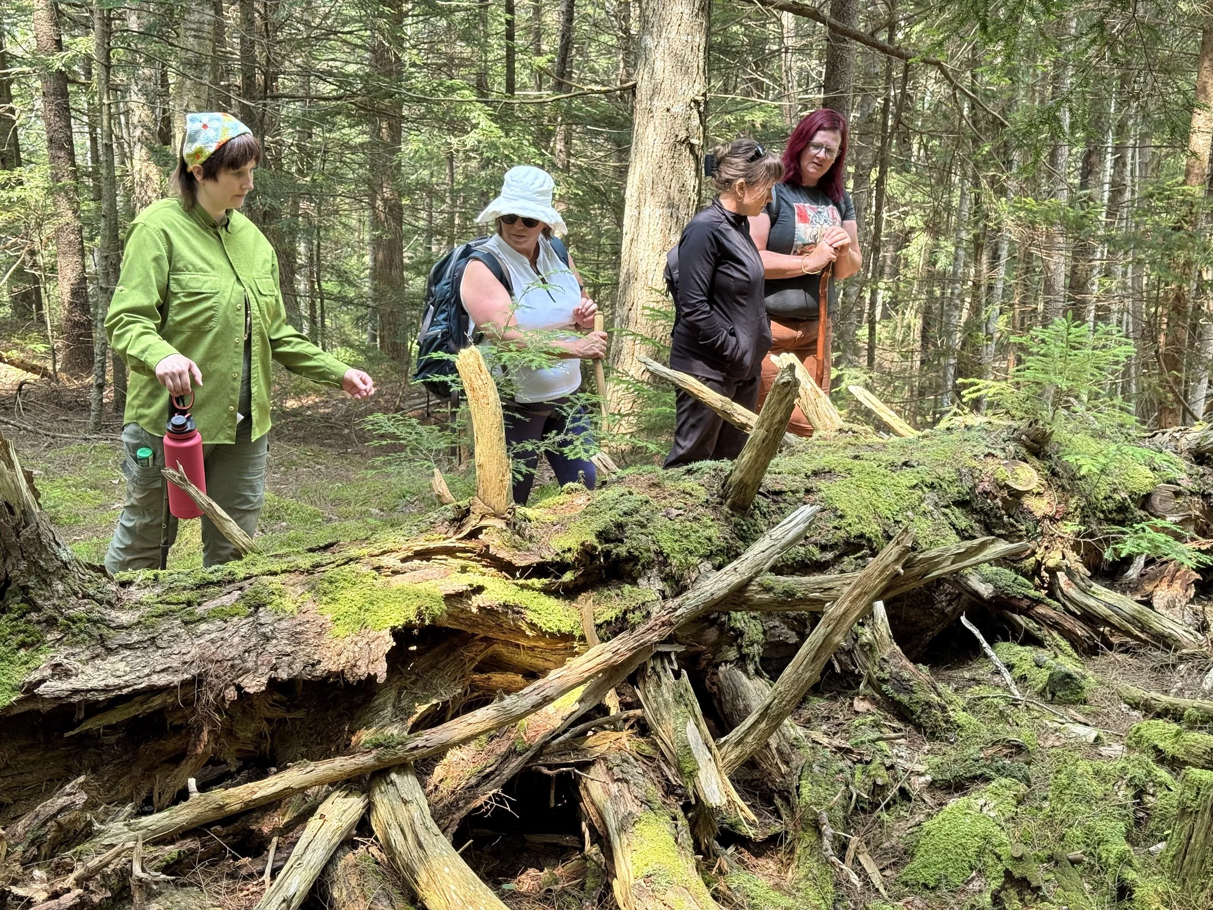 Group in old growth forest West Brooklyn.jpg