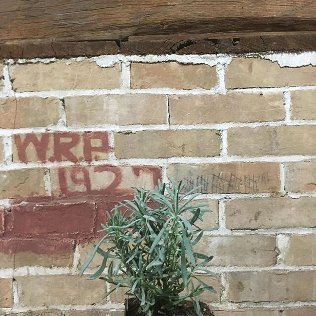 The girls asked me who WRP was in 1927, and was he a prisoner in our basement. We need to take a trip to the West Bloomfield Historical Society. First, these lavender plants and many herbs are being repotted to be planted in the Spring. We need a rea