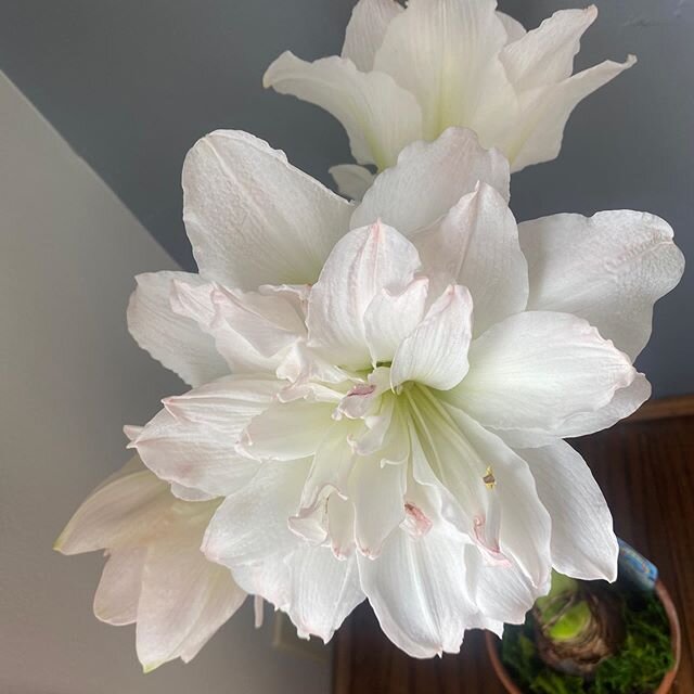 What are &ldquo;Specialty bulbs?&rdquo; We refer to our tulips, daffodils and ranunculus as specialty bulbs. We pay a little more for bulbs from Mom and Pop wholesalers who search the earth for the best of the best. Here is an example of one currentl