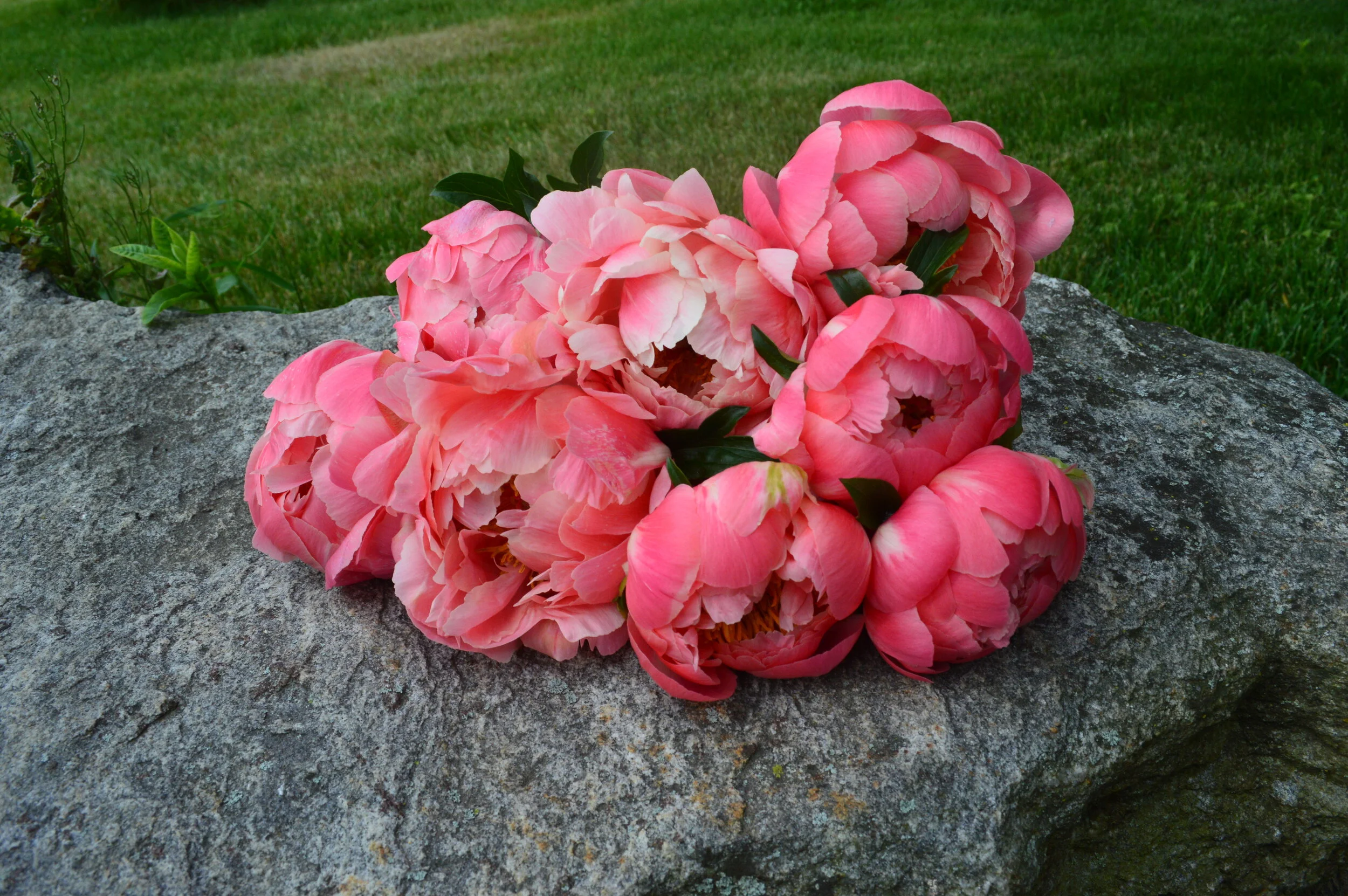 coral peony pic.JPG