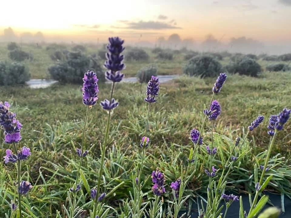 Trials and Tribulations