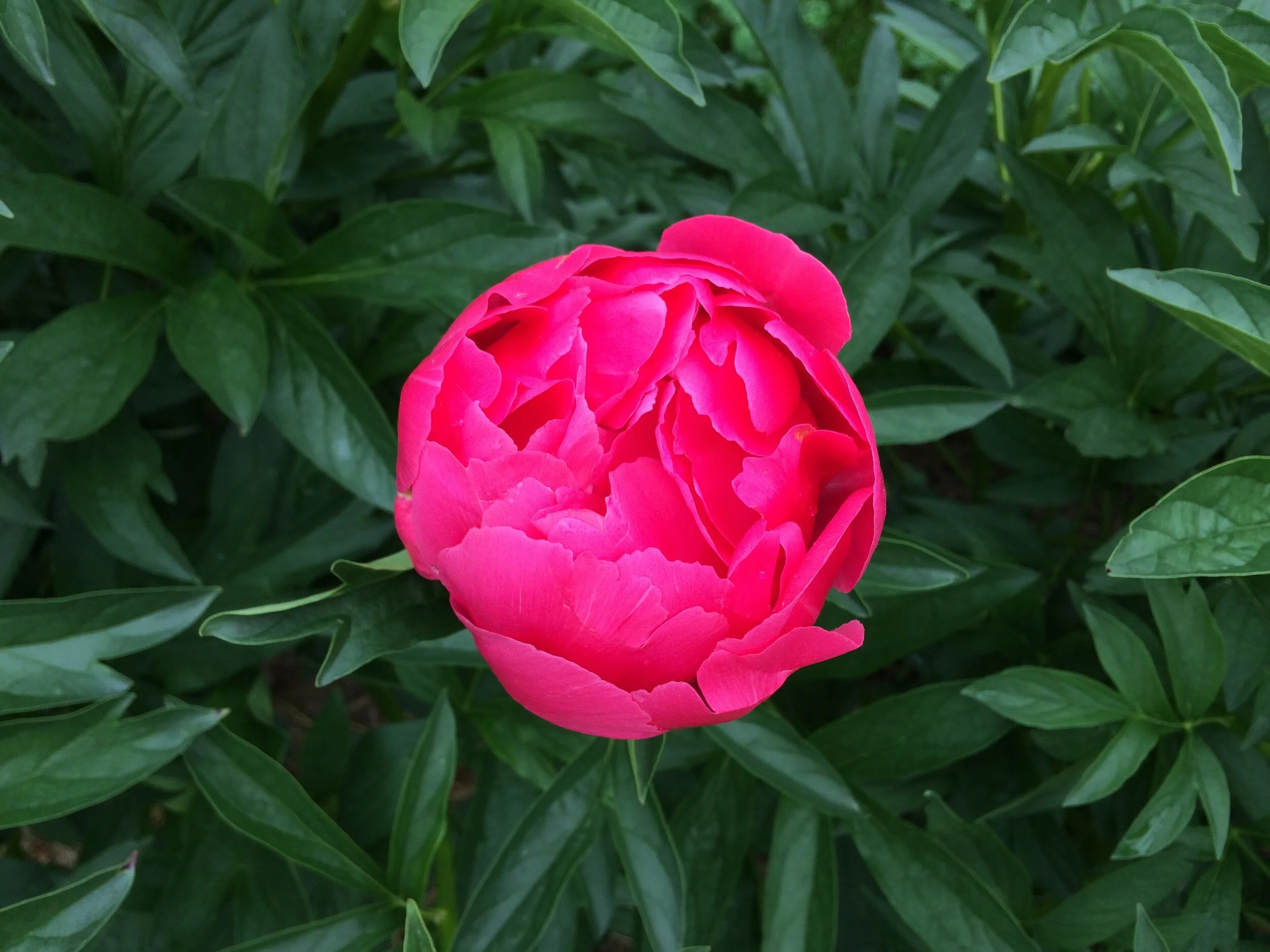 RASPBERRY CHARM2-6-2.jpg