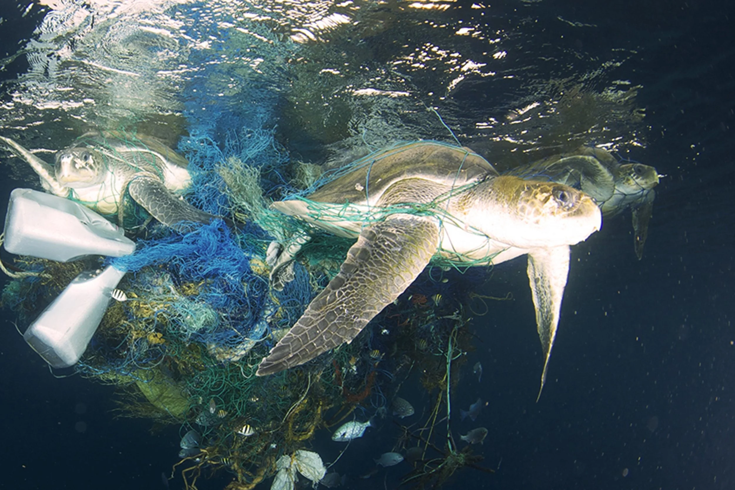 Dave Bretherton, Olive Ridley Project