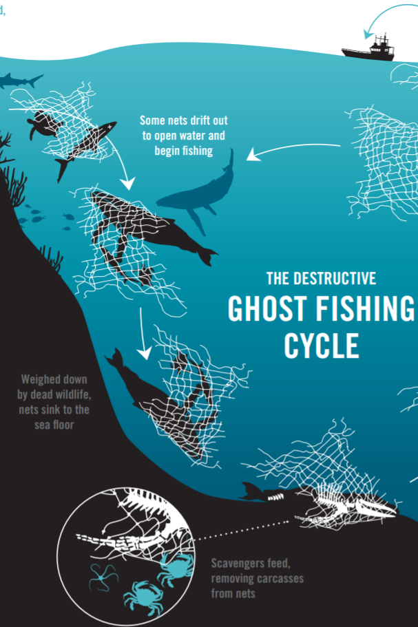 Olive Ridley Project - Ghost Fishing Cycle Infographic