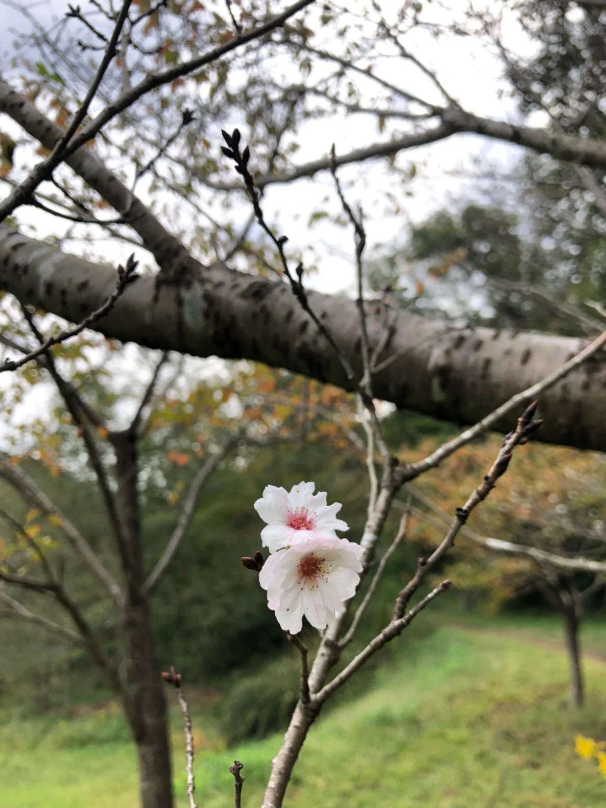 季節外れの桜