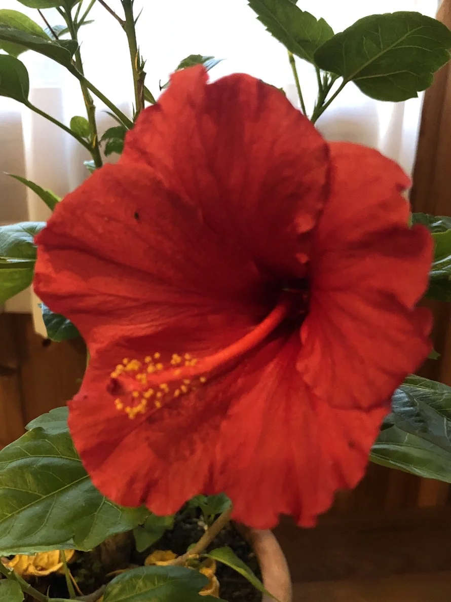 S__48709664.jpg