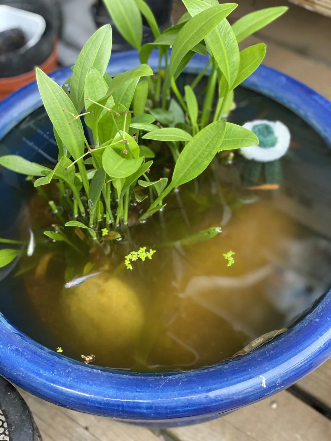 めだかの産卵