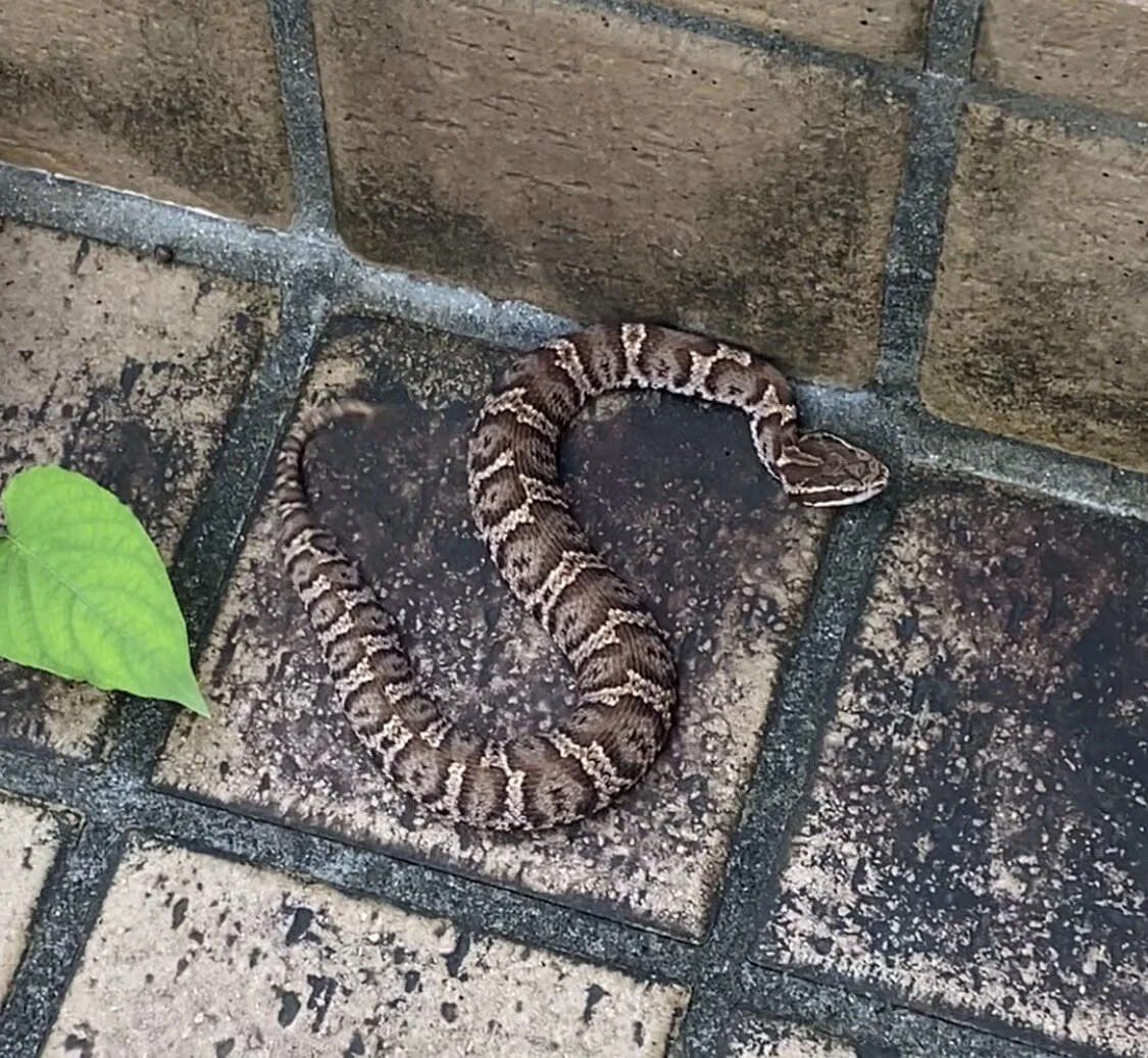 マムシ🐍