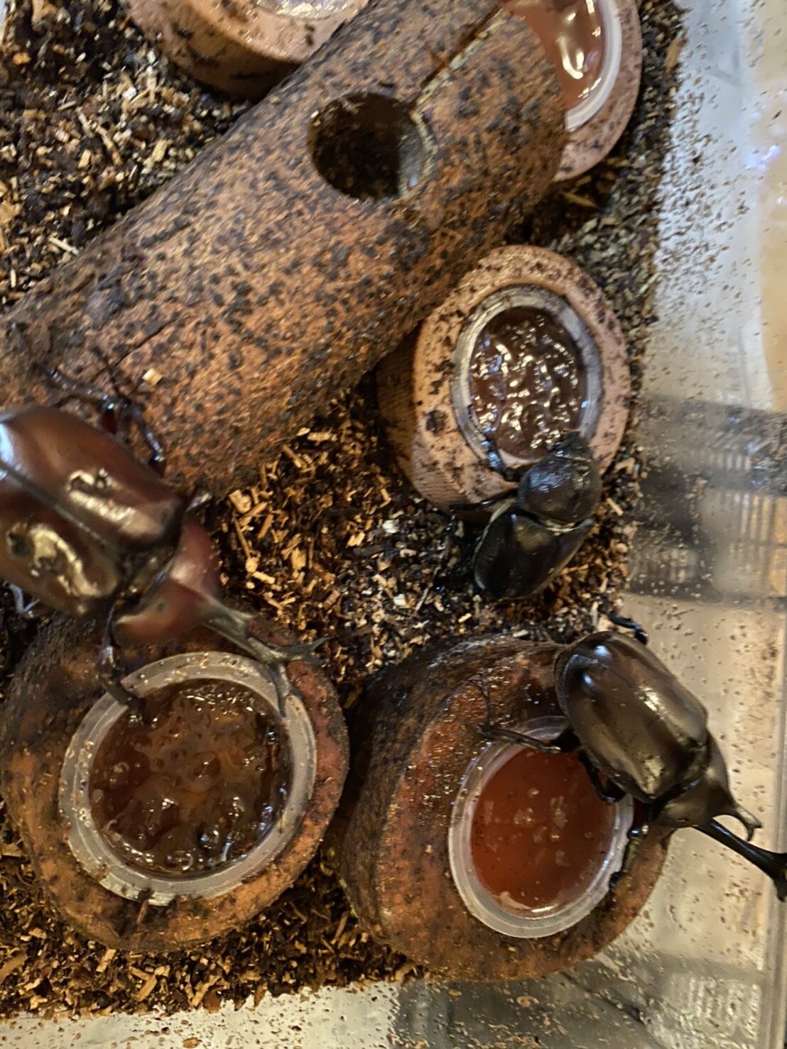 長生きカブトムシ(カブトムシ)
