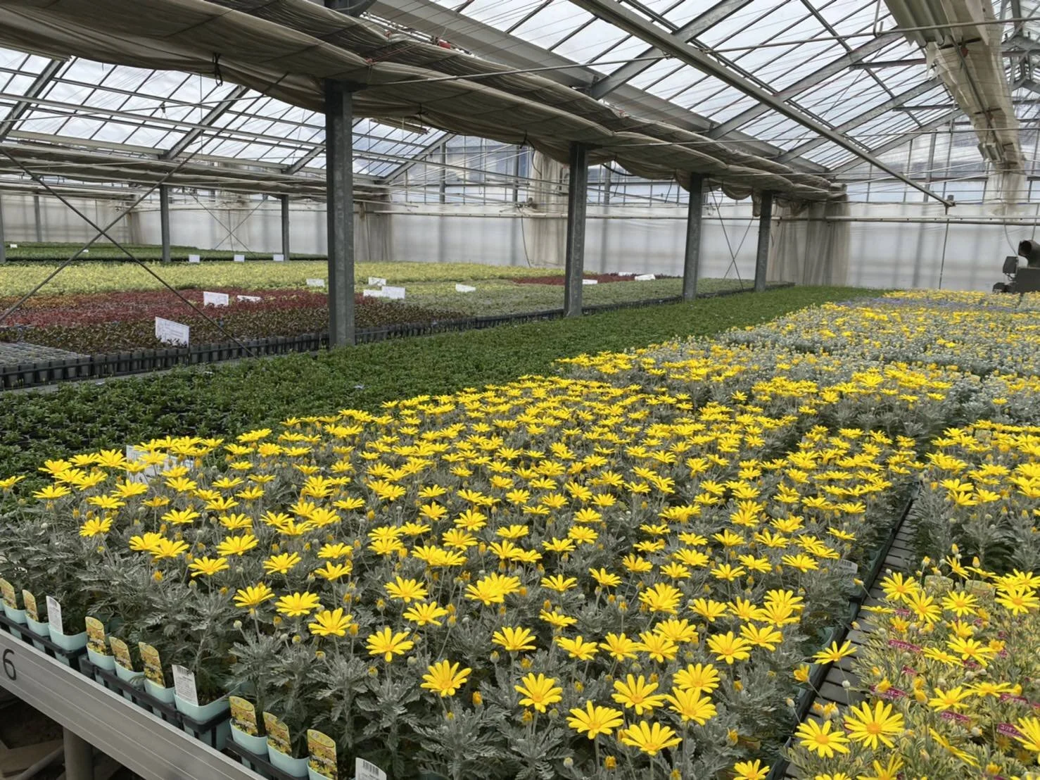 野田園芸さん@川島町🌼