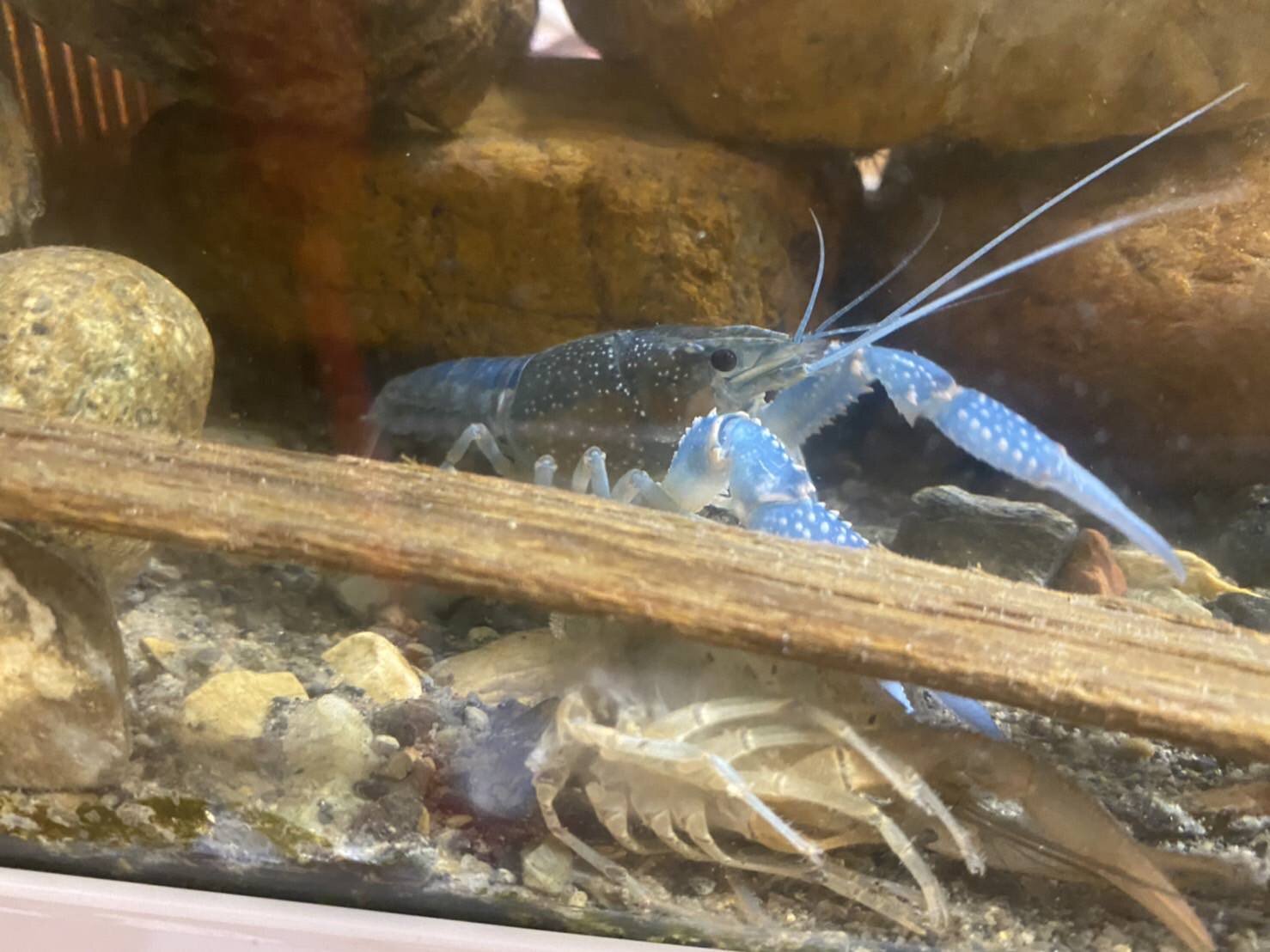 驚愕の青いアメリカザリガニ🦞