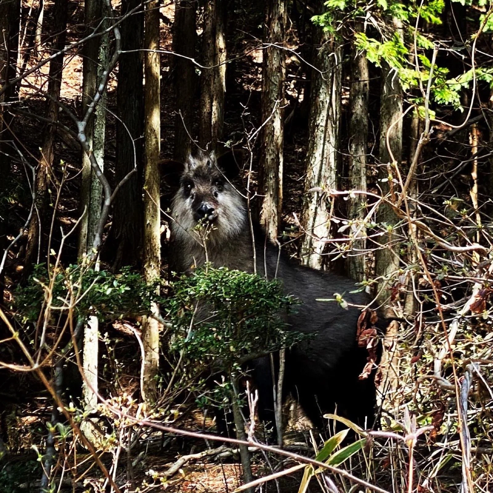 (勝手に)岐阜県鳥獣対策DX計画@恵那🦌🐗