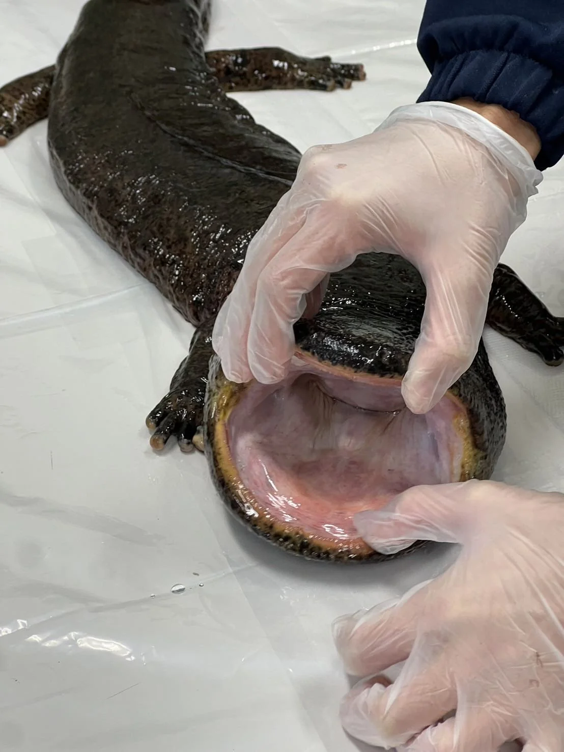 下呂市オオサンショウウオ交雑調査に参加🔬