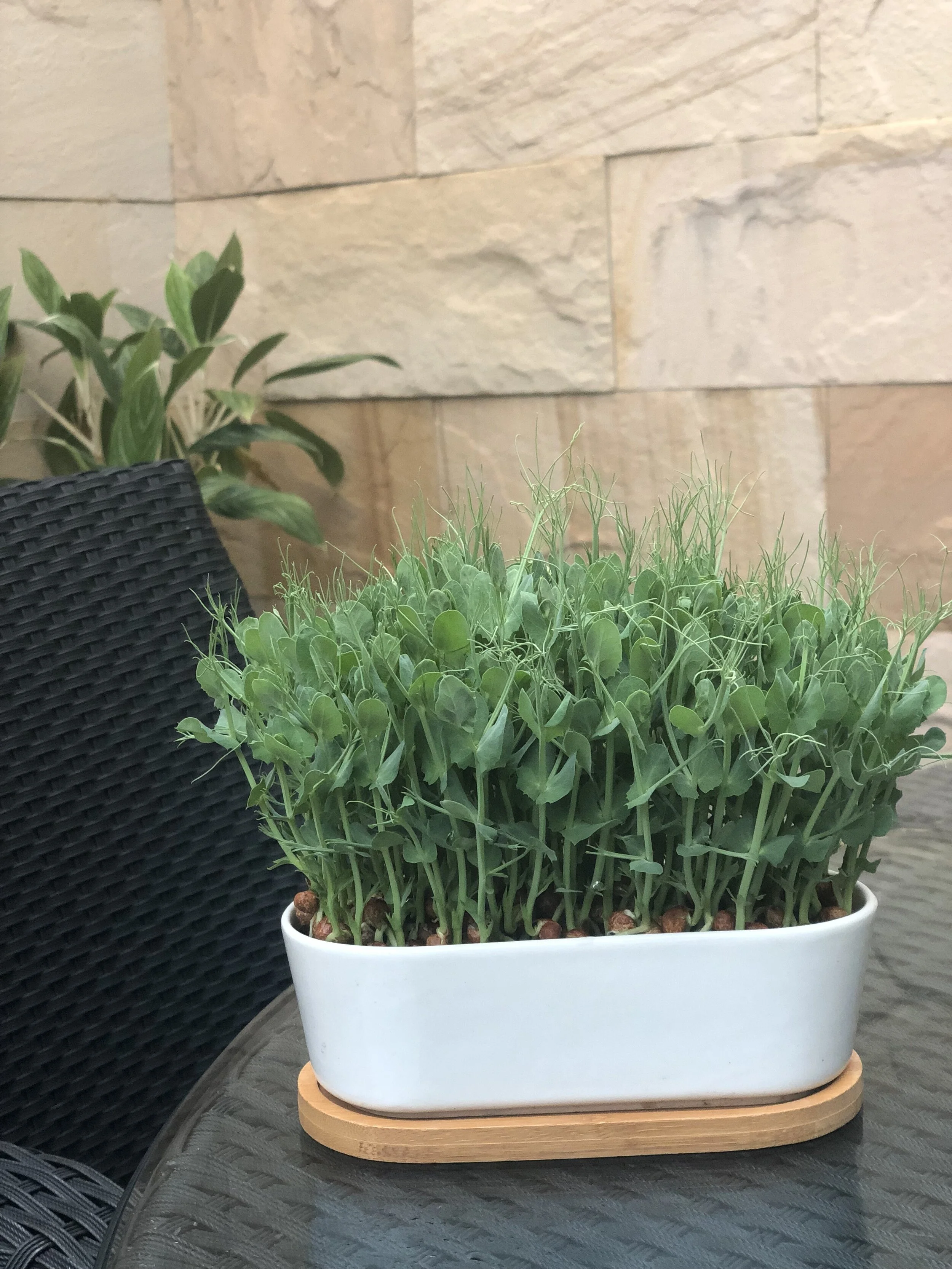 Snow Pea Growing Kit / 翡翠苗種植套裝