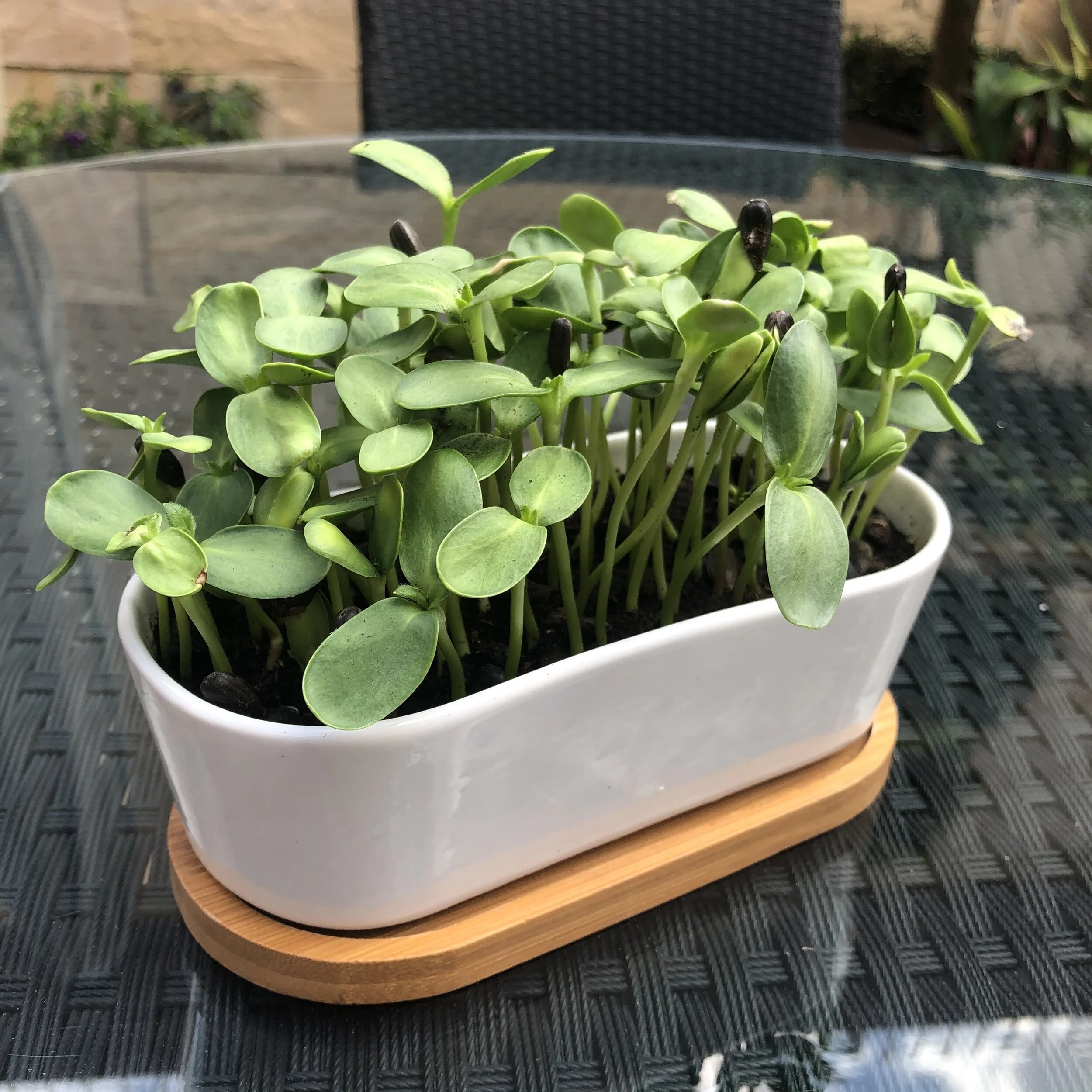 Sunflower Microgreens Growing Kit / 向日葵苗種植套裝