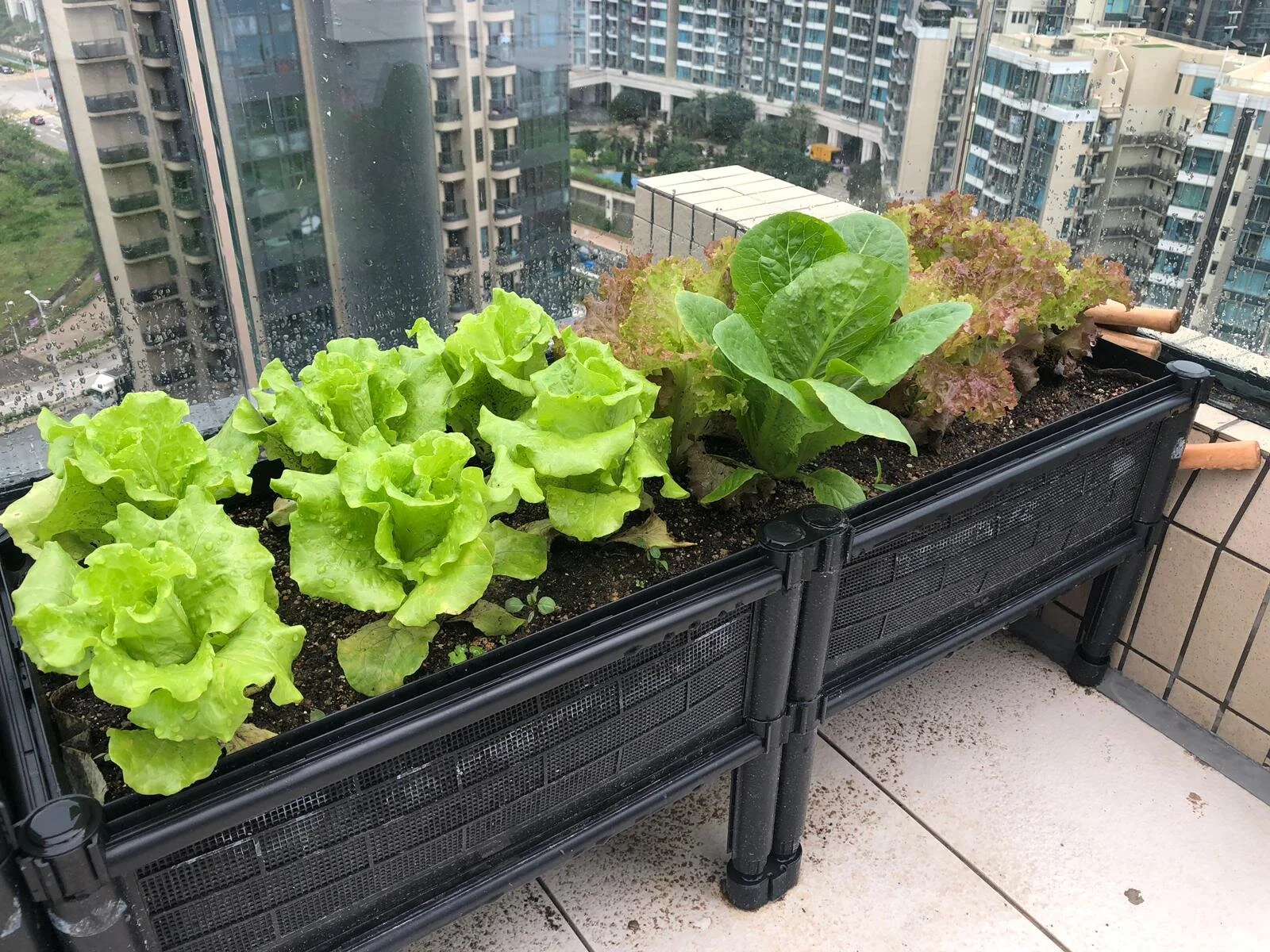 Standard Growing Kit / 標準種植套裝