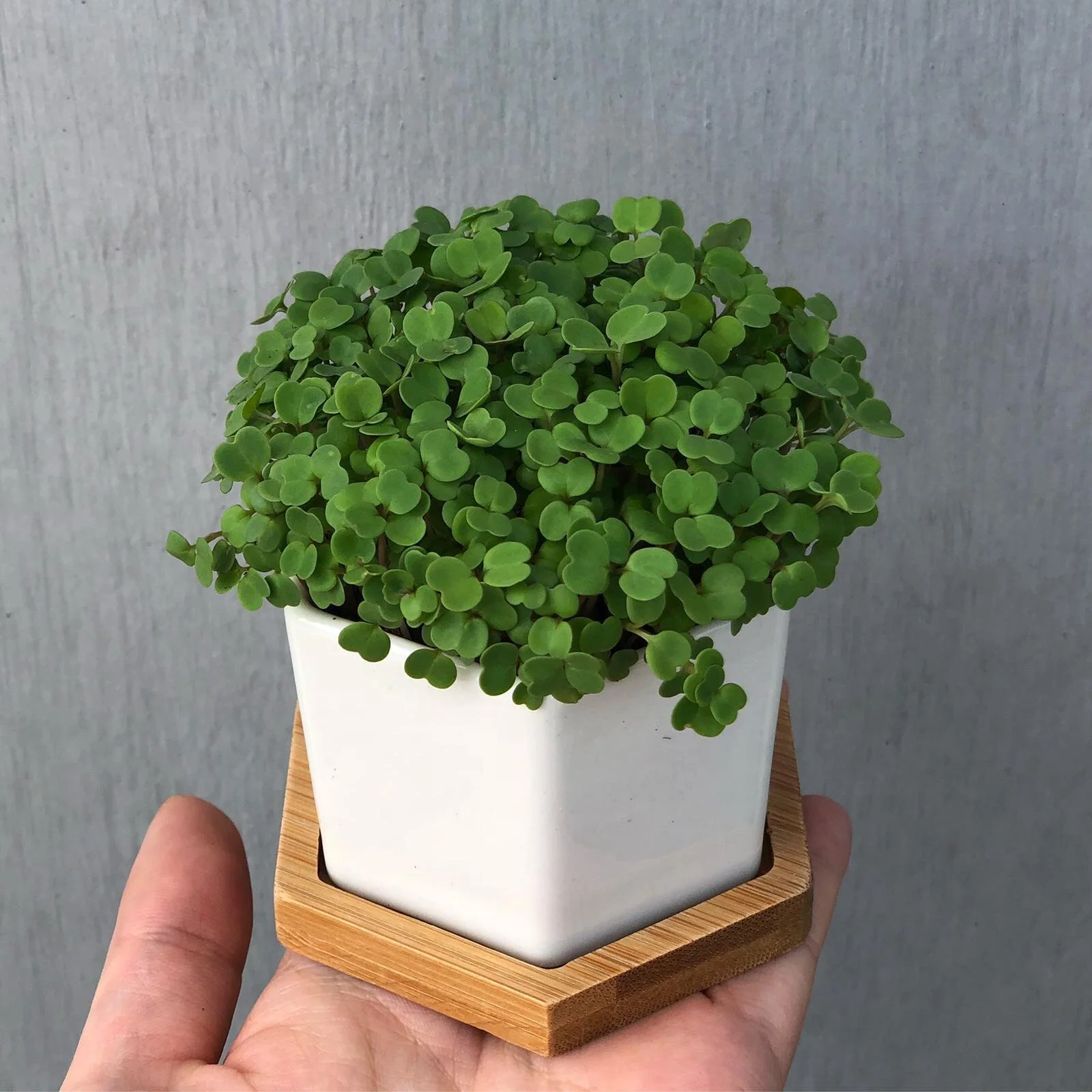Microgreens Growing Kit / 微型菜種植套裝
