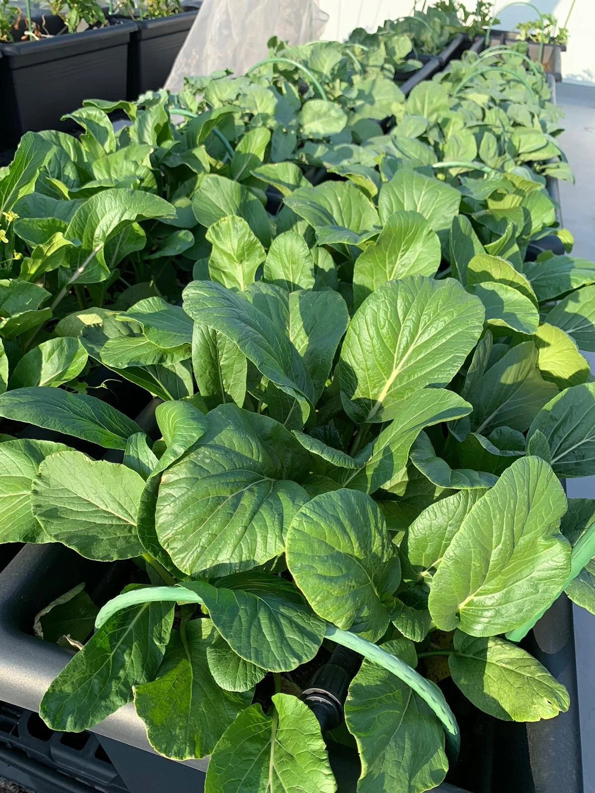 Monthly Seeds Subscription / 種子月購計劃 