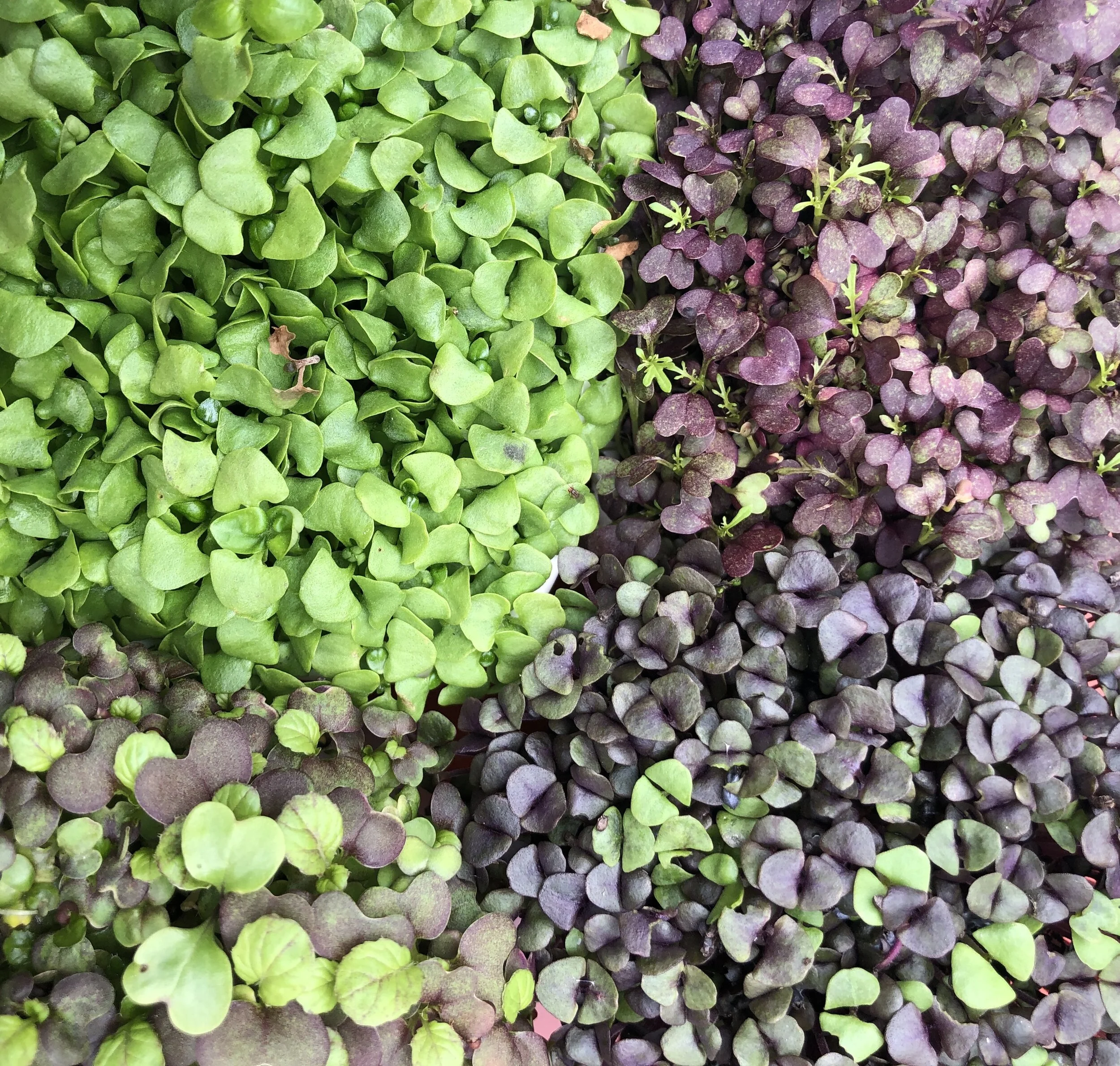 Organic Microgreens Seeds / 有機微型菜種子