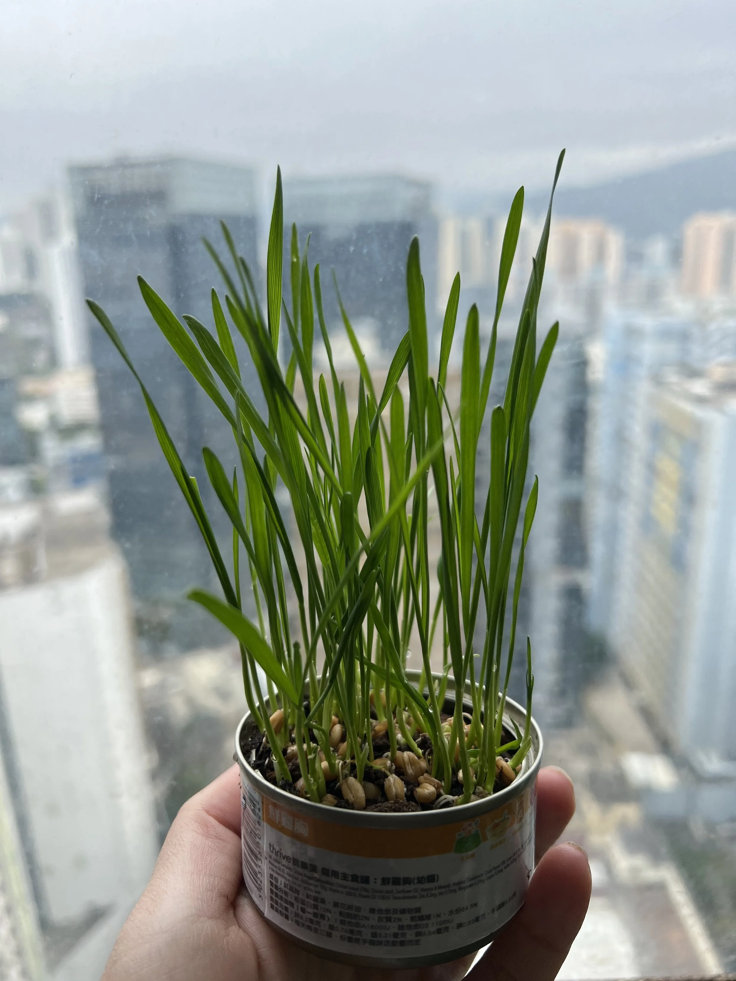 Organic Cat Grass Can / 有機貓草罐罐盆栽